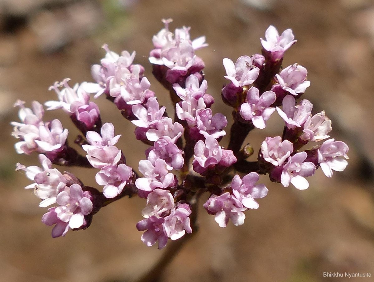 Valeriana